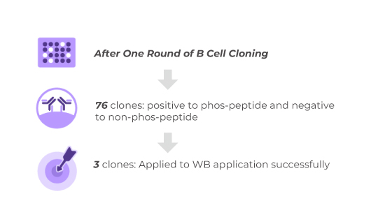 Anti-Idiotypic Antibody Application 