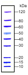 PAGE-MASTER Protein Standard Plus (MM1397-500)