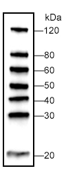 WB-MASTER Protein Standard (M00521)