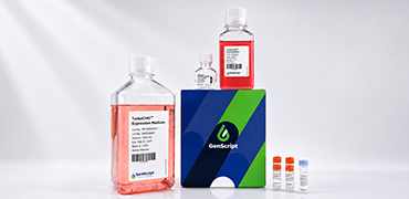 A Launchpad in Every Kit: Fast, High-Yield CHO Transient Expression in 3–7 Days