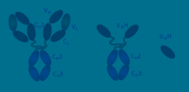 Anti-VHH Antibodies