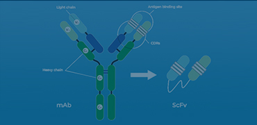 Anti-scFv Antibodies