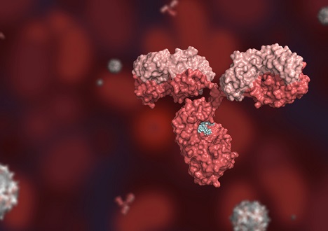 Anti-scFv Antibodies