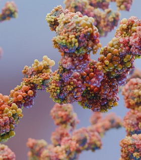 Anti-idiotype Antibodies