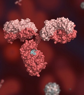 Anti-scFv Antibodies
