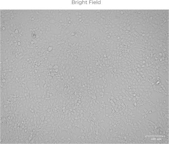 Bright Field
