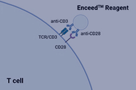 Enceed™ T Cell Activation
