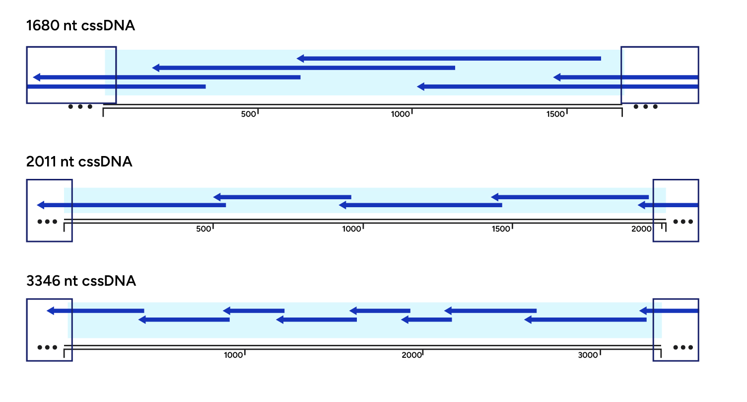 Sanger sequencing for circular structure  