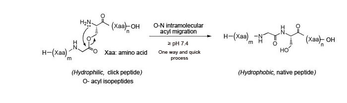 Conversion of Click Peptide to native peptide via pH change