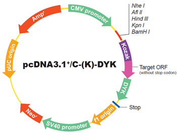 standard vector pcDNA3.1+/C-(K)-DYK