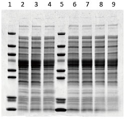 Competitor B Bis-Tris