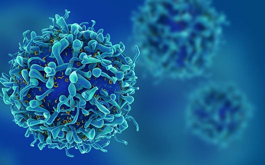 T Cells