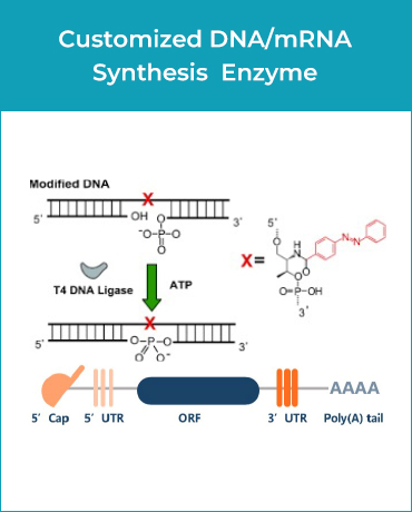 Customized DNA/mRNA Synthesis Enzyme Customized DNA/mRNA Synthesis Enzyme