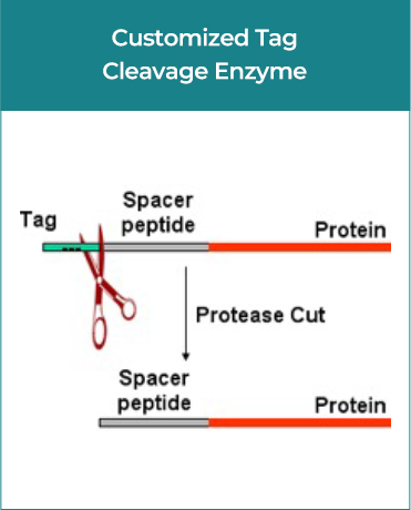 Customized Tag Cleavage Enzyme Customized Tag Cleavage Enzyme