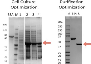 X Enzyme for IVD 