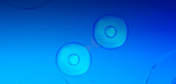 Recombinant Cytokines