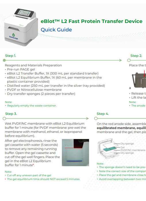 eBlot L2 Flyer