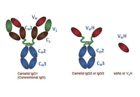 Anti-VHH Antibodies