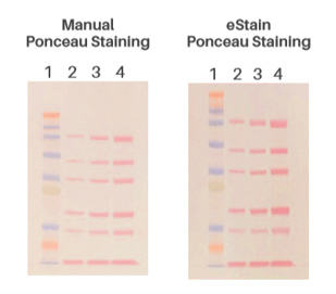 Manual vs eStain Ponceau Staining
