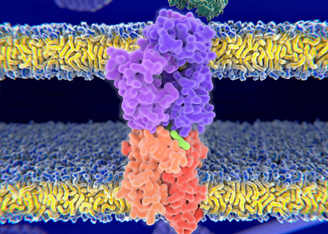 Finding the Best Tumor Antigen Peptides for Immunotherapy