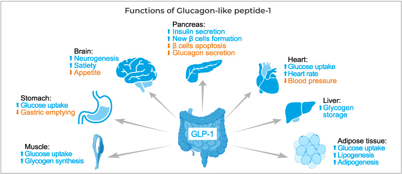 functions-of-dlucagon-like-peptide-1