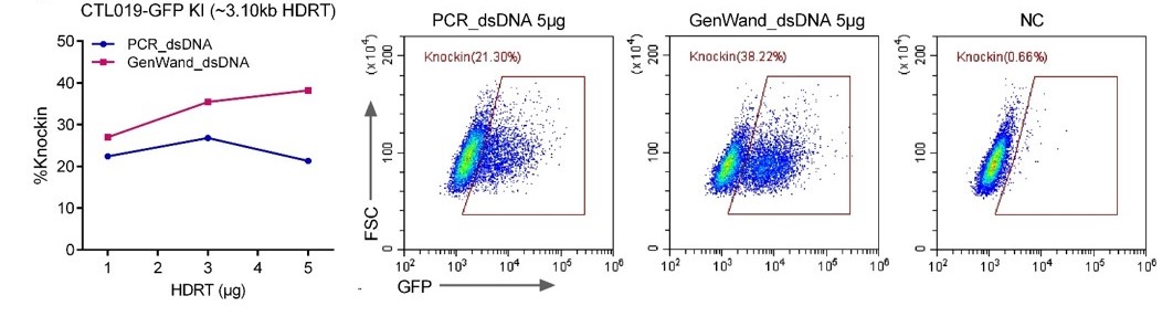 GenWand dsDNA outperforms PCR products