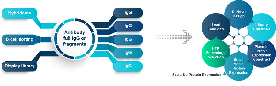 Antibody & Protein Engineering Workflow