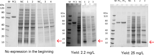 bacterial protein customized service case1