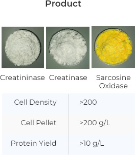 enzyme manufacturing- product