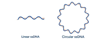 GenExact ssDNA GenExact ssDNA