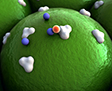 Identify Proteins in Human Cell Surfaceome