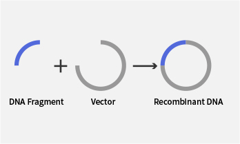 Introduction to Molecular Cloning