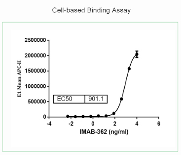 Cell-based Binding Assay