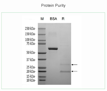 Protein Purity