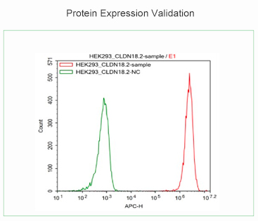 Protein Expression Validation