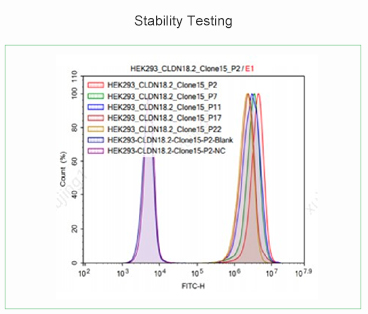 Stability Testing