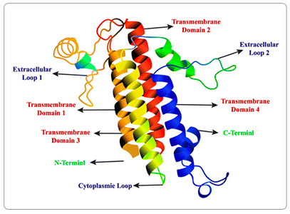 Model structure of claudin protein