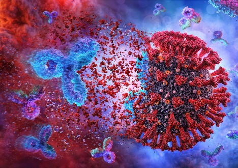 Primary Antibody