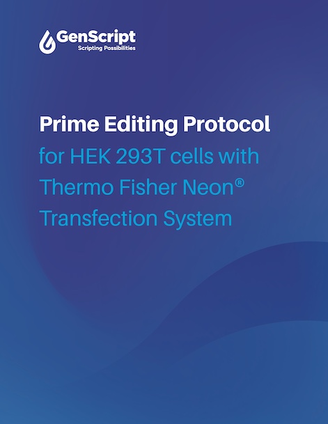 Prime Editing Protocol for HEK293T cells with Thermo Fisher Neon® Transfection System