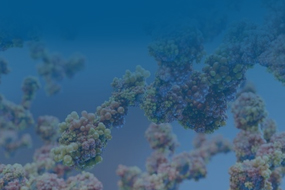 Anti-idiotype Antibodies