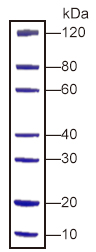 PAGE-MASTER Protein Standard (M00516)