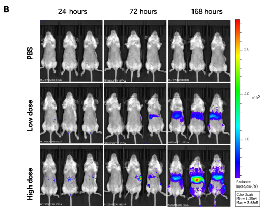 Representative IVIS images showing the distribution and intensity of Fluc expression in BALB/c mice. 