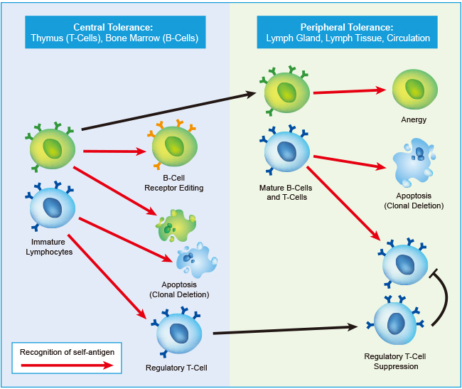 Self-Tolerance Mechanisms