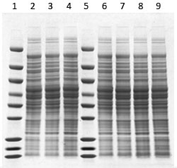 SurePAGE Bis-Tris