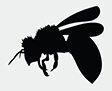 the world's largest bee