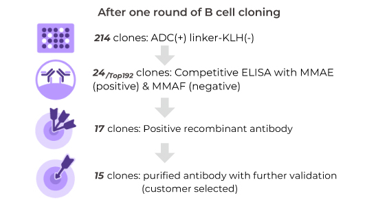 Anti-Idiotypic Antibody Application 