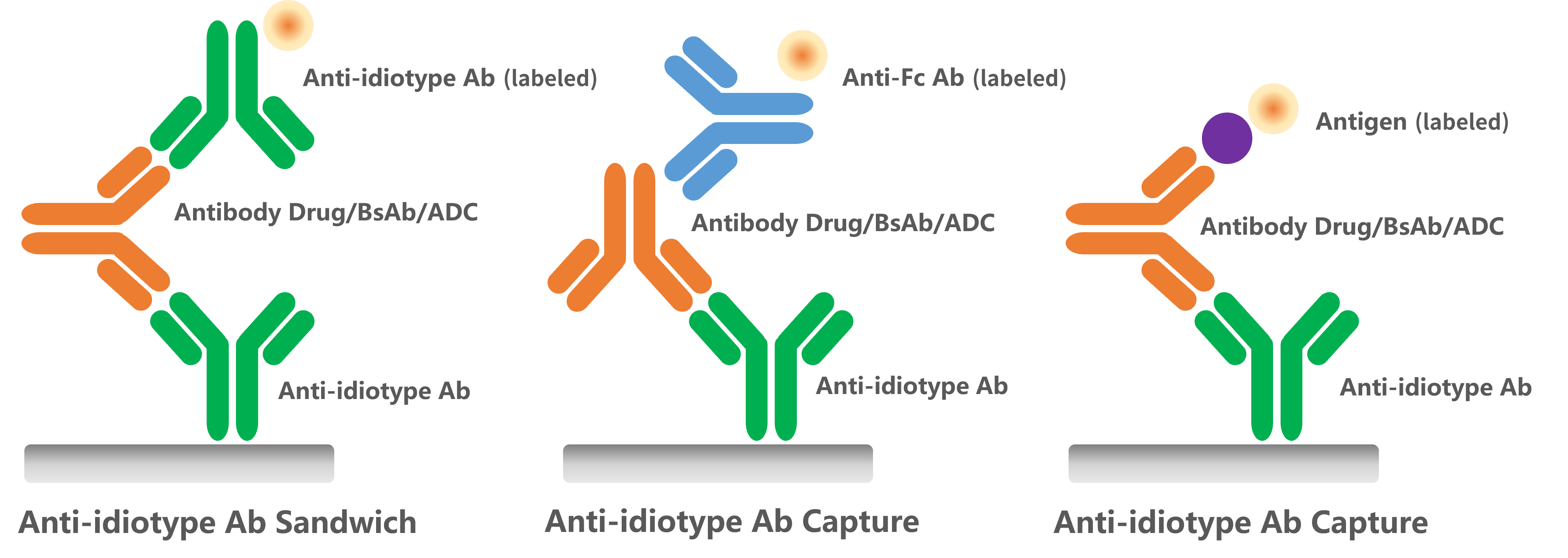 GenScript’s anti-idiotype antibodies