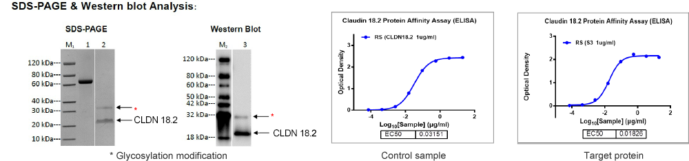 SDS-PAGE & Western blot analysis