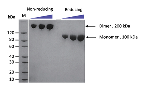 High Molecular Weight Proteins