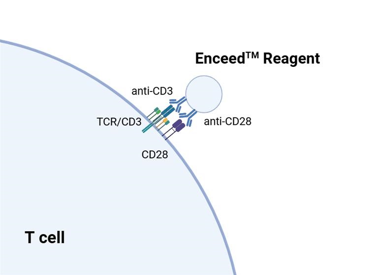 Enceed™ T cell Activation Reagent